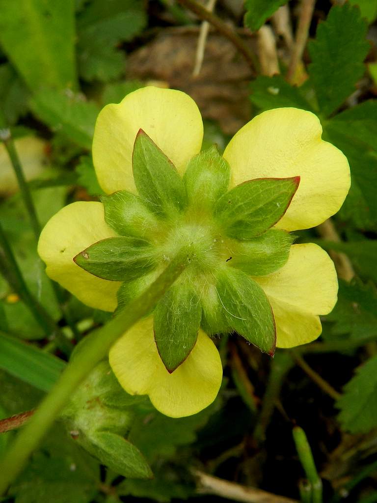 Potentilla reptans